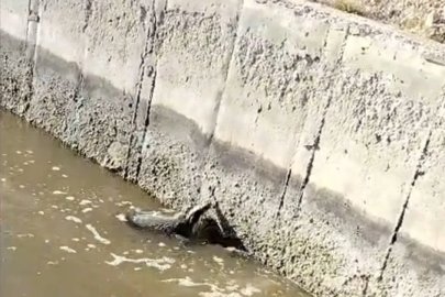 Malatya’da sulama kanalına düşen bal porsuğu kurtarıldı
