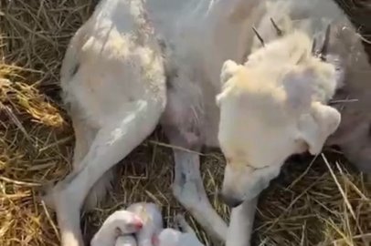 Çoban köpeği sürünün başında doğum yaptı
