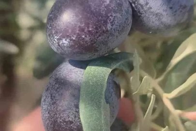 Didim’de zeytin üreticilerine zeytin sineği uyarısı
