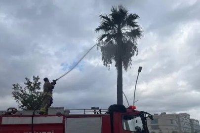 İskenderun’da yıldırımın isabet ettiği ağaç yandı
