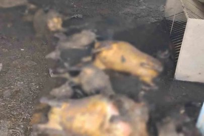 Tunceli’de ahır yangınında 200 küçükbaş hayvan telef oldu
