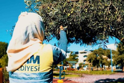 Didim Belediyesi, zeytin hasadına başladı
