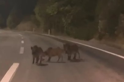 Kahramanmaraş’ta yolda domuz sürüsü
