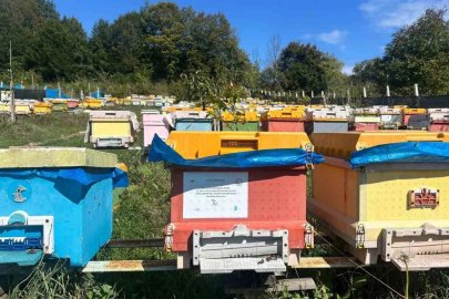 40 kovanla başlayan yolculuk profesyonel arıcılığa dönüştü
