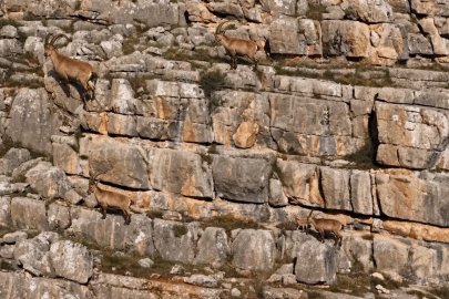 Erzincan’da yaban keçileri Munzur Dağları’nda görüntülendi
