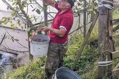 Ağasar’da fındığa alternatif olarak ceviz üretiliyor
