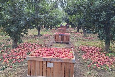 Elma üreticisi maliyet altında eziliyor
