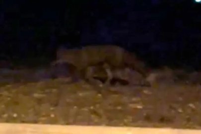 Eskişehir’de gece saatlerinde sokakta görülen tilki kamerada
