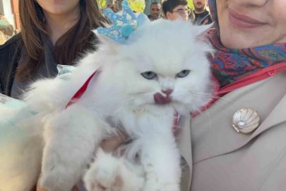 Kediler podyuma çıktı
