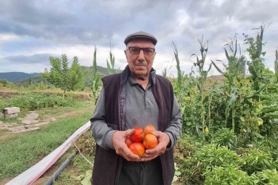 Dededen kalan domates tohumunu geleceğe taşıyor
