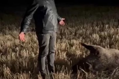 Mısır tarlasına zarar veren domuzu, nöbet tutup avladılar
