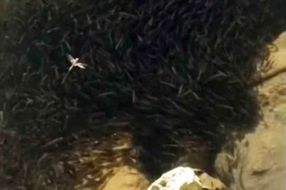 Yüksekova’da binlerce balık susuzluk tehlikesiyle karşı karşıya
