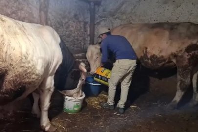 Eskişehir’in dev danaları Guinness Rekorlar Kitabı’na girmeyi bekliyor
