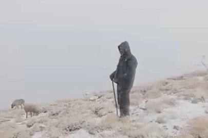 Tunceli’de yüksek kesimlere kar yağdı: Koyunlar karlar altında otladı
