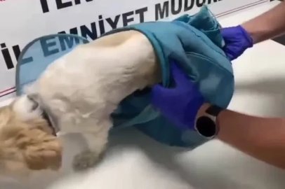 Pes dedirten yöntem: Uyuşturucuyu evcil hayvan pusetine gizlediler
