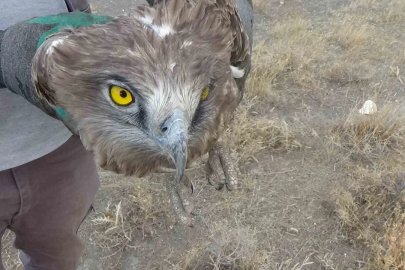 Arazide bulunan yılan kartalı koruma altına alındı
