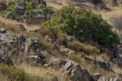 Elazığ’da koruma altındaki dağ keçileri sürü halinde görüntülendi
