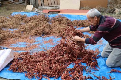 Yabani sumakları aşılanıp üretime kazandırıldı: Kilosu 900 TL’den alıcı buluyor
