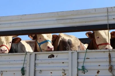 Bayburt’ta şap hastalığına karşı hayvan giriş çıkışları durduruldu
