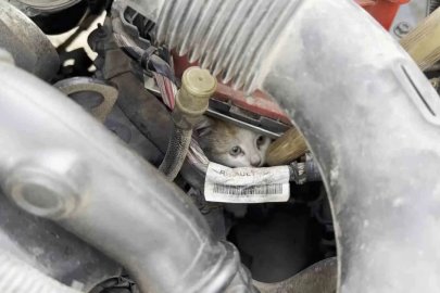 Aracın motor kısmına giren kedi uzun uğraşlar sonucu çıkartıldı
