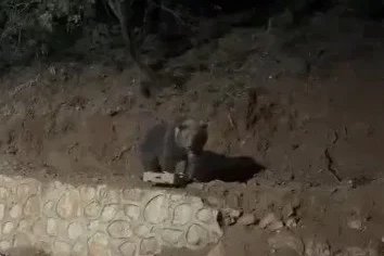 Ovacık’ın sevimli konuğu ayı yine görüntülendi
