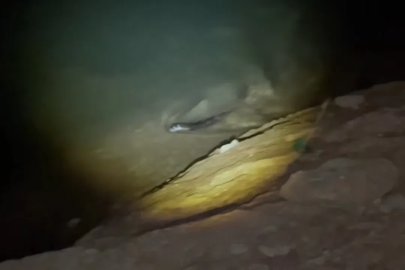 Elazığ’da gece saatlerinde balık avına çıkan su samuru görüntülendi
