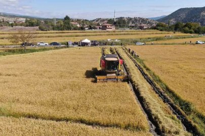 Coğrafi işaretli Tosya pirincinde hasat başladı
