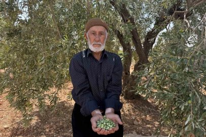 Gaziantep’te sofralık yeşil zeytin hasadı başladı

