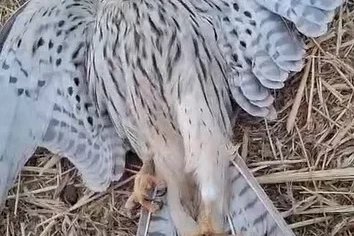 Bitkin düşen yavru kerkeneze su içirmeye çalıştı
