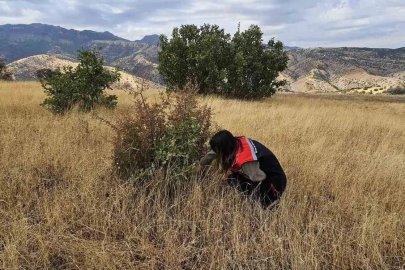 Şırnak’ta tarımsal verim için "süne" nöbeti
