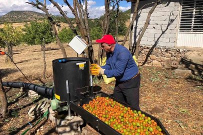 Bingöl’de ceviz hasadı başladı: 150 dönümden 6 ton ürün
