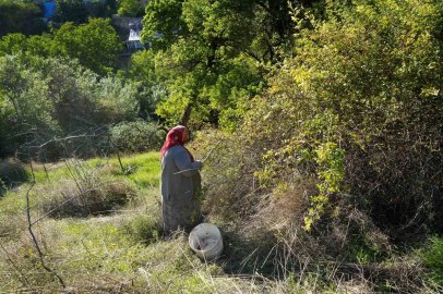 Dikenli dallardan sofralara kuşburnunun zahmetli yolculuğu
