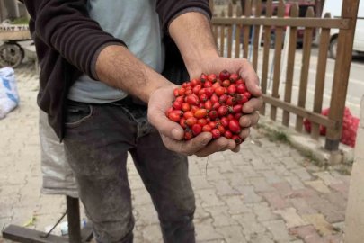 Kuşburnu bereketi fiyatları yarıya düşürdü
