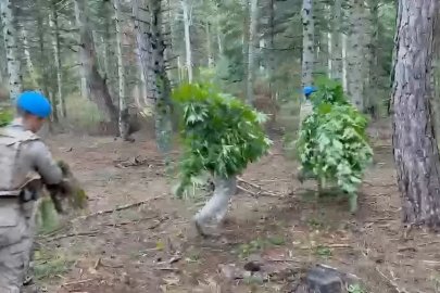 Bolu’da ormanlık alanda 288 kök kenevir ele geçirildi: 1 tutuklama
