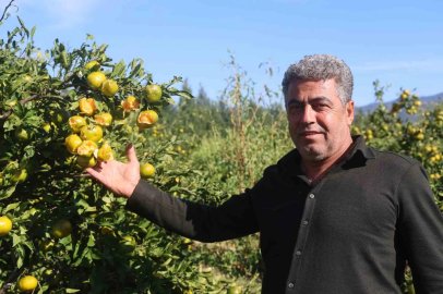 Ceviz büyüklüğündeki dolu, hasadına gün sayılan erkenci mandalinayı vurdu
