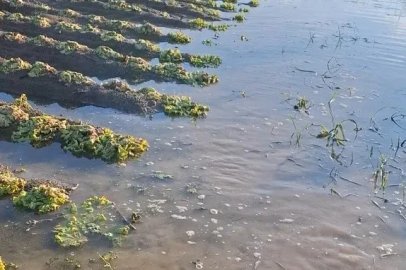 Çiftçinin emeği sular altında kaldı: "Sağlık olsun" dedi
