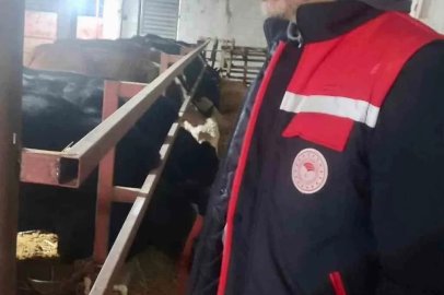 İthal hayvanların bulunduğu işletmelerde kontroller sürüyor
