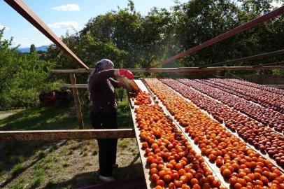 Osmanlı mutfağının vazgeçilmez meyvesi üryani eriğinin hasadı başladı
