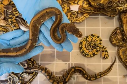 Kapıkule’de Türkiye’ye kaçırılmak istenen 67 canlı piton ele geçirildi
