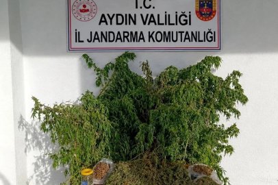 İncirliova’daki uyuşturucu baskınında 47 kök kenevir ele geçirildi
