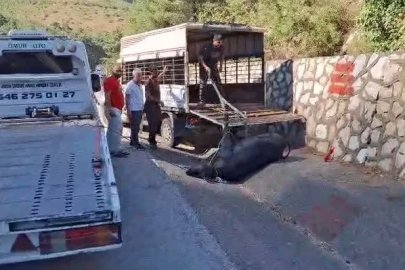 Mersin’de kamyonetten düşen büyükbaş hayvan bayıltılarak götürüldü
