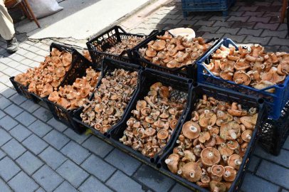 Vezirköprü’de kanlıca mantarı tezgahlarda
