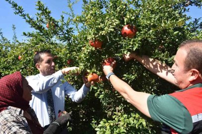 Ortaca’da Nar hasadı
