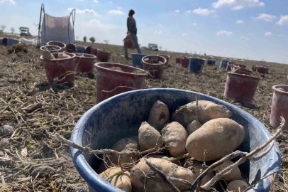 Konya, patates üretiminde Türkiye üretiminin yüzde 10,9’unu karşılıyor
