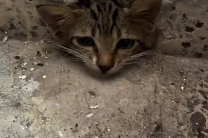 Osmaniye’de su giderine sıkışan yavru kediyi itfaiye kurtardı
