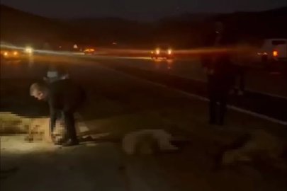 Sürüye çarpan otomobilin sürücüsü ve yolcular ölümden döndü: 20 koyun telef oldu
