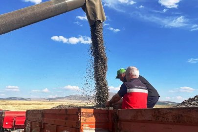 Altıntaş’ta ayçiçeği hasadı kontrol edildi
