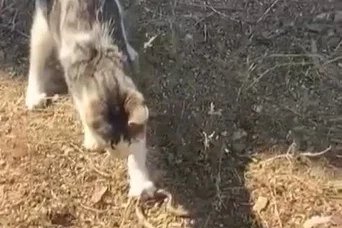 Kedi, fare ile oynar gibi yılanla oynadı

