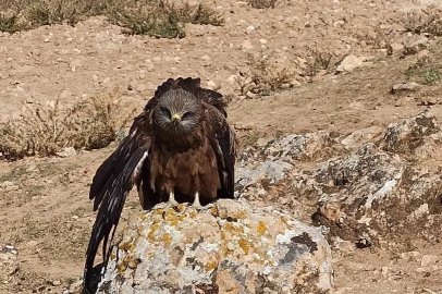 Elazığ’da yaralı ve bitkin çaylak kuşu bulundu
