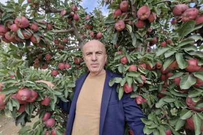 Karaman’da elmada rekolte yüksek olunca fiyatlar geriledi
